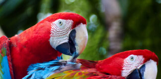 Le Guatemala tourne la page du pétrole pour offrir un avenir aux jaguars et aux aras rouges