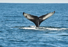 L’Islande pourrait bientôt tourner définitivement la page de la chasse à la baleine