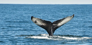 L’Islande pourrait bientôt tourner définitivement la page de la chasse à la baleine